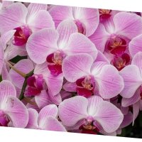 משלוחי סחלבים