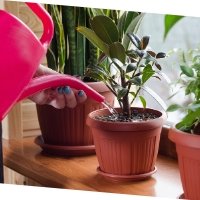 משלוחי עציצים