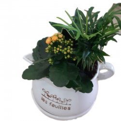 קוקטייל צמחים