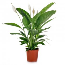 עציץ ספטיפליום