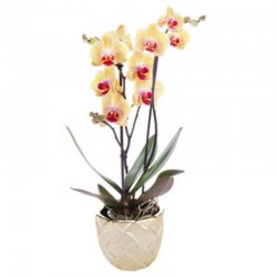 עציץ סחלב שני זוגות