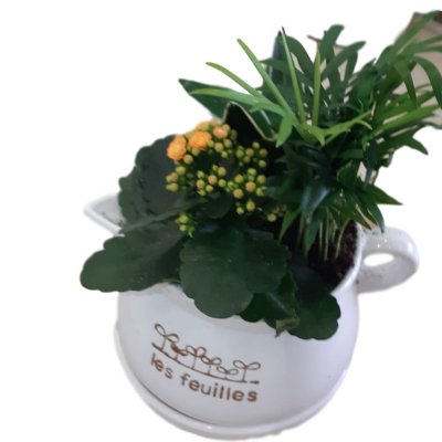 קוקטייל צמחים