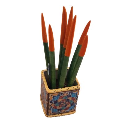 עציץ סנסיווריה