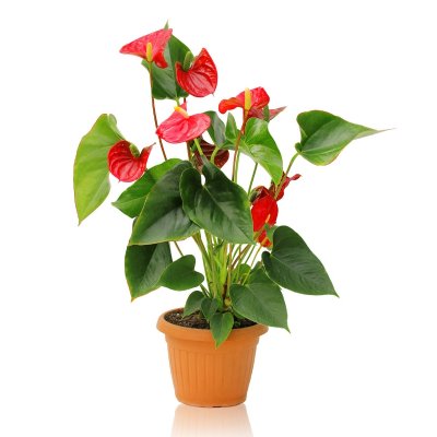 עציץ אנטוריום בכלי