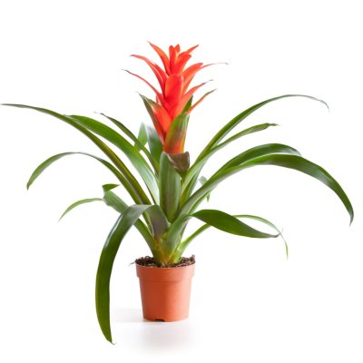 עציץ גוזמניה