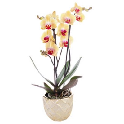 עציץ סחלב שני זוגות